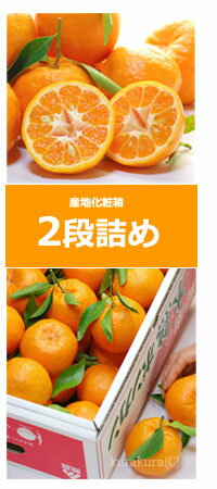 木熟ポンカン産地箱は上下2段詰めです