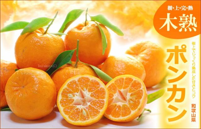 木熟ポンカンは贈り物にギフトにお勧め
