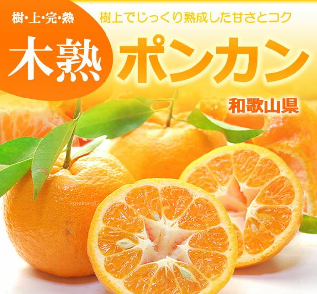 木熟ポンカン販売/通販