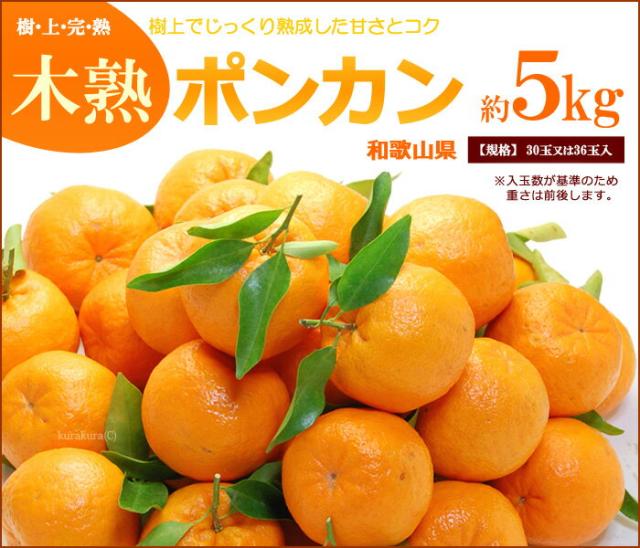 木熟ポンカン5kgの販売詳細