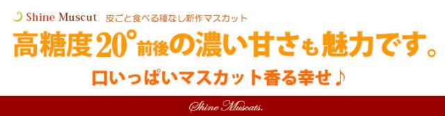 シャインマスカット糖度20度クラスの甘く濃い味