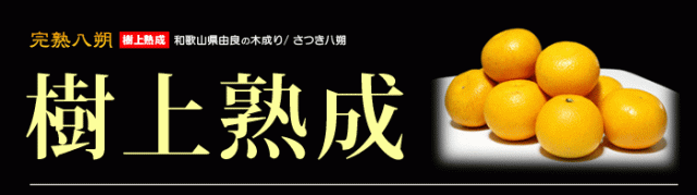 樹上熟成した極上はっさく