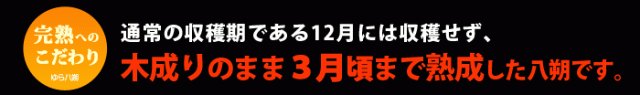 完熟にこだわる八朔