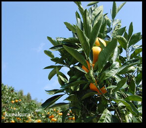 八朔栽培イメージ