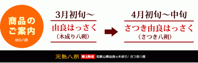 お届けの由良八朔の品種