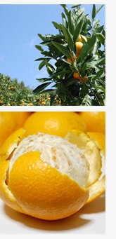 由良木成りはっさくの販売について