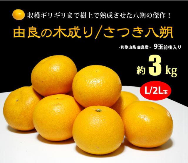 由良木成りはっさく/さつき八朔の販売詳細