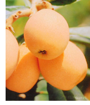 長崎びわ栽培イメージ