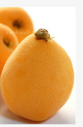 びわ食べ方保存方法