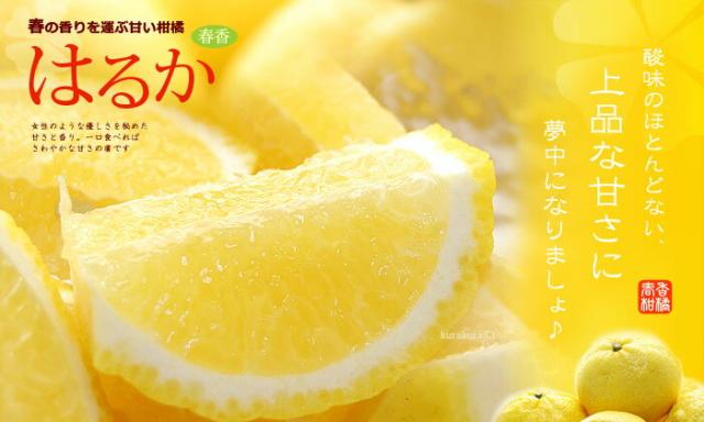 はるか上品な甘さに夢中