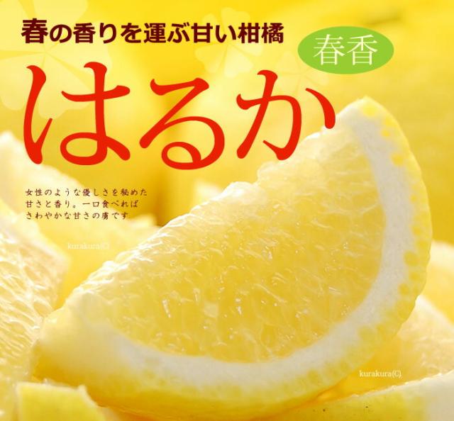 はるか販売/通販