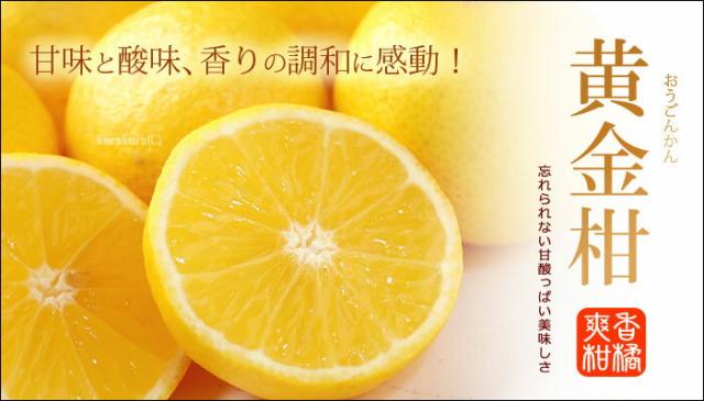黄金柑販売を食べよう
