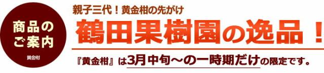 鶴田果樹園の黄金柑について