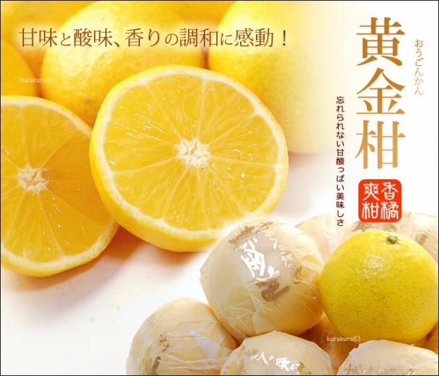 鶴田果樹園の黄金柑販売