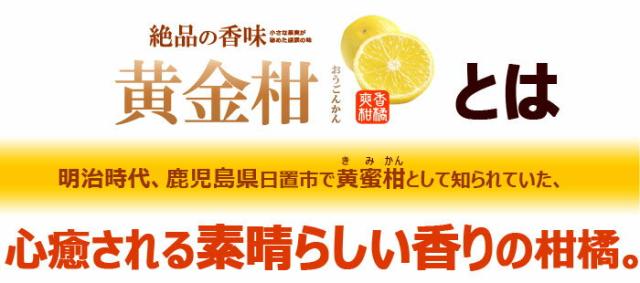 黄金柑とは