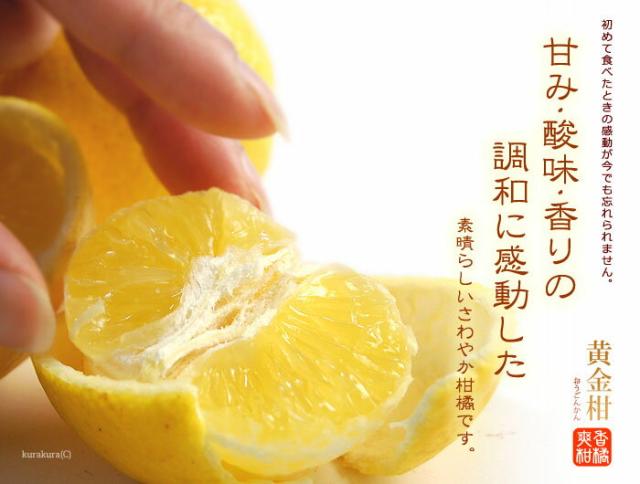 黄金柑香り柑橘