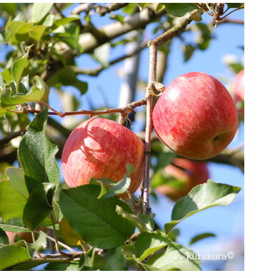 太陽光をたっぷり浴びて育ちました！