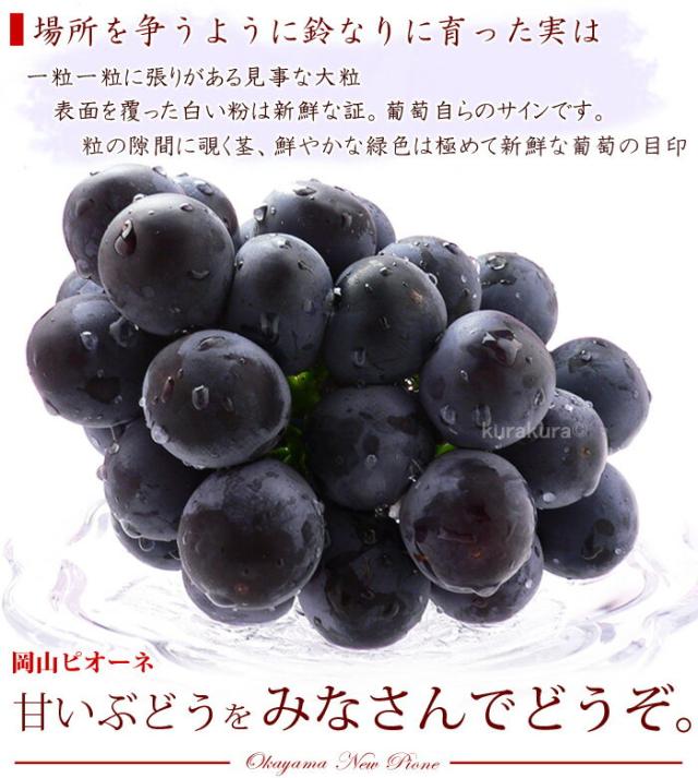 ピオーネのギフトに最高の1房を!