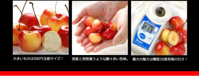 レーニアチェリーの特徴