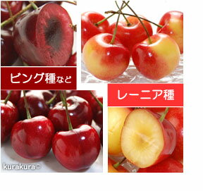 一般的なチェリーとレーニアチェリーの比較