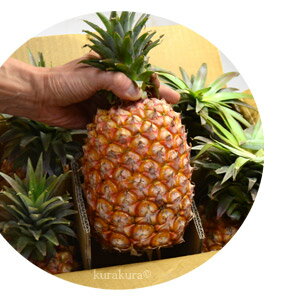 金鑚パインの大きさ目安