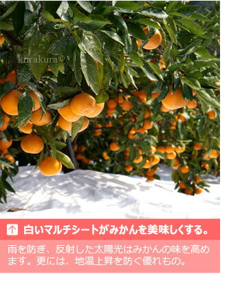 ほぼ全てのみかん園地でマルチシートを採用