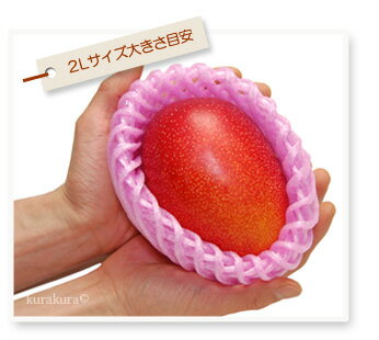 太陽のタマゴ2L玉大きさイメージ