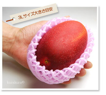 太陽のタマゴ3L玉大きさイメージ