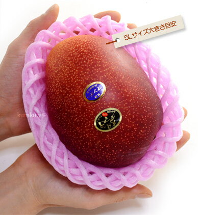 太陽のタマゴ5l玉大きさイメージ