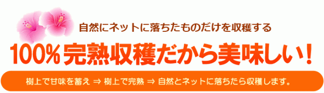 みやざきマンゴーは完熟収穫だからおいしい