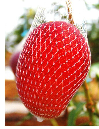 マンゴーをネットで包みます