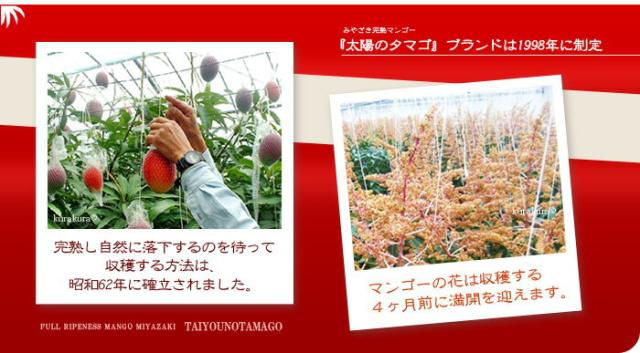 みやざき完熟マンゴーの栽培風景