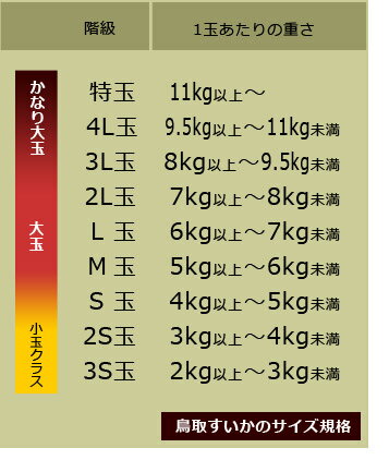 鳥取県産の大玉西瓜サイズ規格表