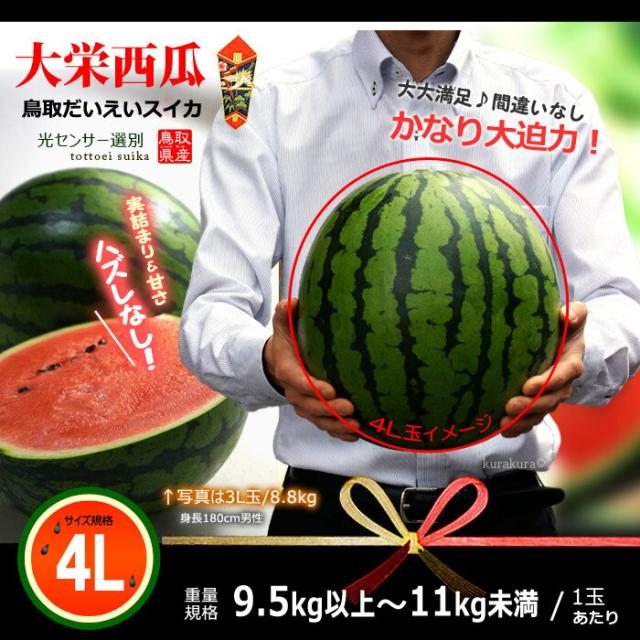 鳥取大栄スイカ大玉4L販売イメージ