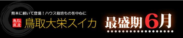 鳥取スイカ最盛期6月