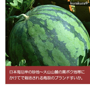 日本全国スイカリレー熊本に続いて鳥取