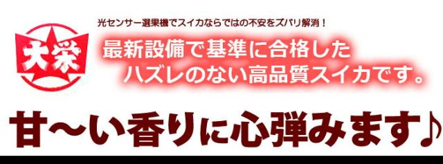 選果基準に合格した厳選大栄スイカ