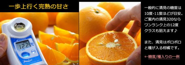 一歩先行く完熟清見320の甘さ