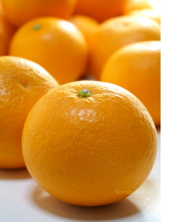清見はオレンジとミカンを交配した柑橘