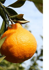 清見を母に持つデコポン