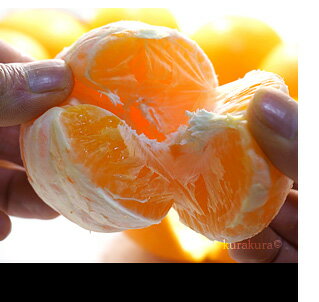 春ミカンに清見を♪