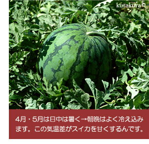 熊本産スイカは他の産地より早く4月に登場