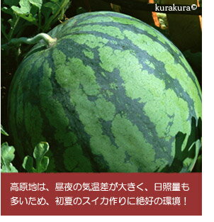 日本縦断スイカリレー鳥取に続く信州長野県産
