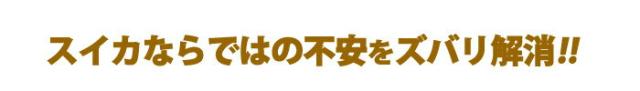 スイカ不安解消
