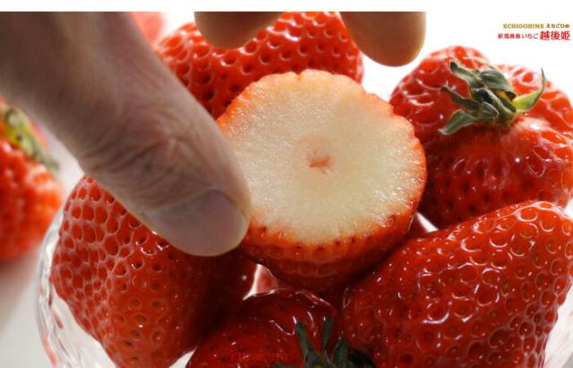 越後姫イチゴ糖度高めで香り高い