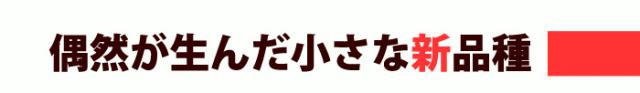 小さな新品種グレープフルーツ