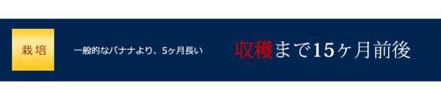 甘熟王ゴールドプレミアム収穫まで15ヶ月