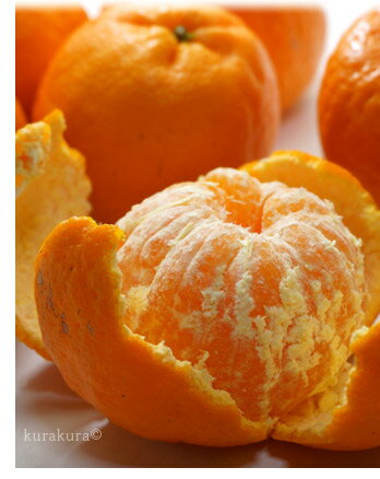 ポンカンはミカン感覚で剥いて食べる