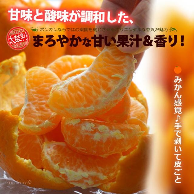 ポンカン特徴はコクのある甘い果汁と香り