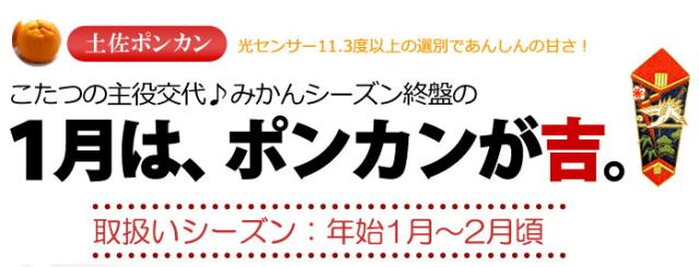 土佐よさこいポンカン販売1月以降